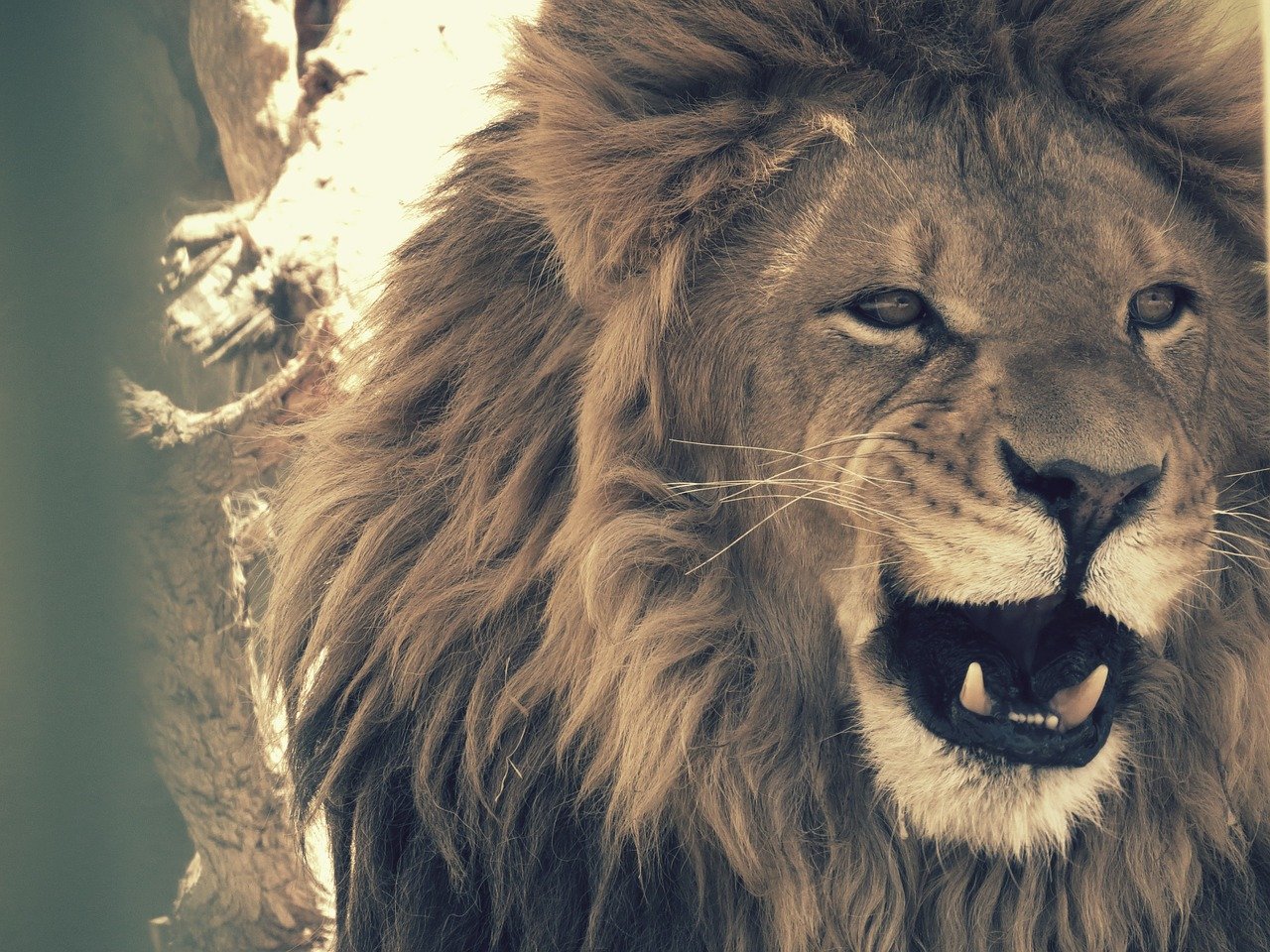 un león adulto en la sabana